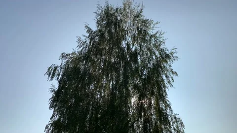 Birch Stock Footage 140464723