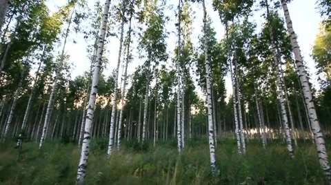 Birch forest 2 Stock Footage 8519553