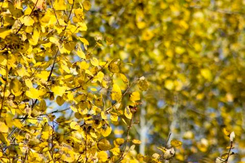 Birch forest (2) Stock Photos