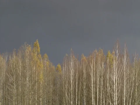 BIRCH FOREST AGAINST DARK SKY Stock Footage 69636111