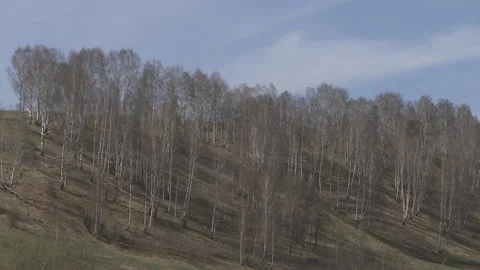 Birch forest against the sky in the spring. Stock Footage 89152278