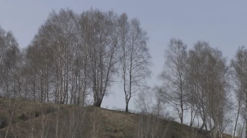Birch forest against the sky in the spring. Stock Footage 89152290