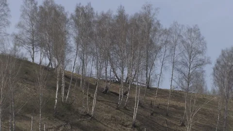 Birch forest against the sky in the spring. Stock-Footage 89152302