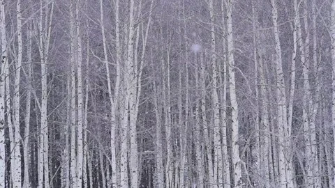 Birch Forest and Falling Snow Video stock 332819455