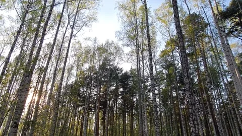 Birch forest with asphalt path Stock Footage 130279370