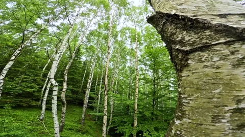 Birch forest with authentic live birds chirping ambient sound Stock Footage 345045536
