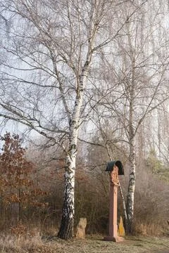Birch forest in autumn Stock Photos