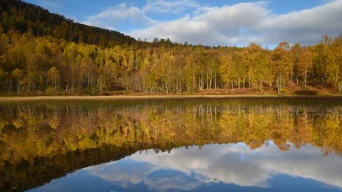 Birch forest in autumn timelapse Stock Footage 70623184