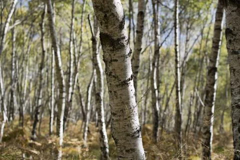 Birch forest background Stock Photos