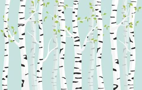 Birch forest background. Spring birch green young leaves spotty bark on tree. Stock Illustration