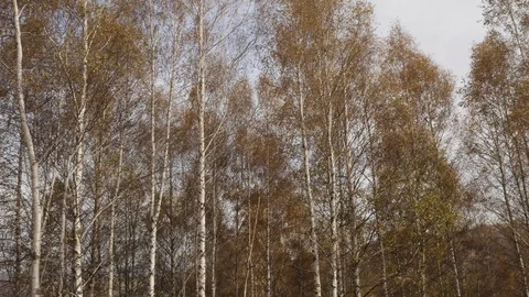 Birch forest, in the beating of strong winds. Then the image rises towards t Stock Footage 125506927