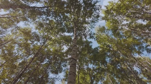 Birch forest, birch trees in the forest, birch alley Stock Footage 315775934
