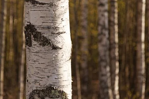 Birch forest with blurred background Stock Photos