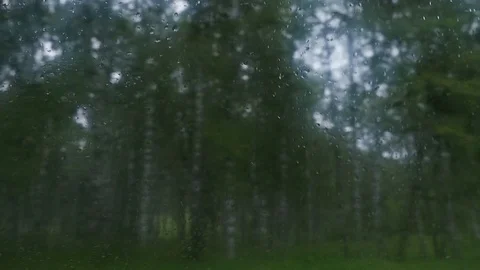 Birch forest can be seen from the car window Video stock 80151503