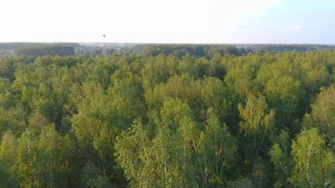 Birch Forest Canopy in Sunlight Stock Footage 328274796