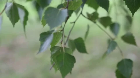 Birch forest at cloudy evening Stock-Footage 72706134