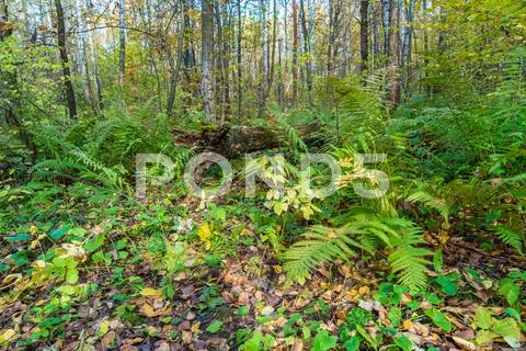 Birch forest covered with ferns (Polystichum braunii) Stock Photos