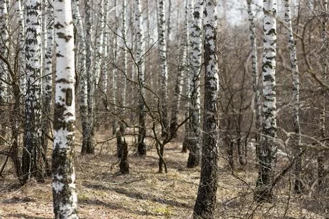 Birch forest in daylight in the spring Stock Photos