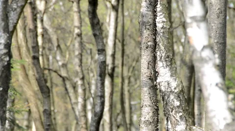 Birch forest DOF Stock Footage 40031184