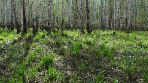 Birch forest in early spring 库存影片 133338079