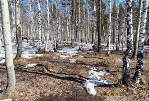 The birch forest in early spring Stock Photos