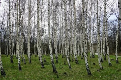 Birch forest in early spring. Stock Photos