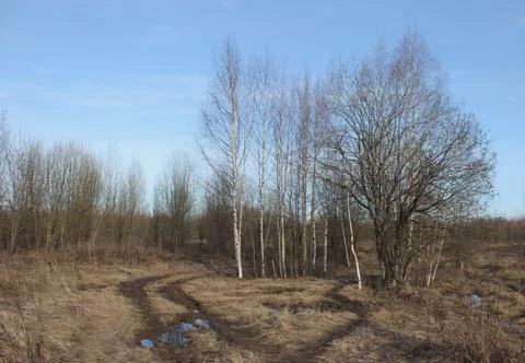 Birch forest in early spring Stock Photos
