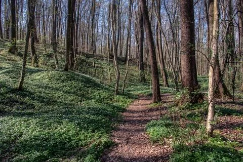 Birch forest in early spring. Stock Photos