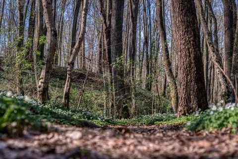 Birch forest in early spring. Stock Photos