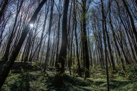 Birch forest in early spring. Stock Photos