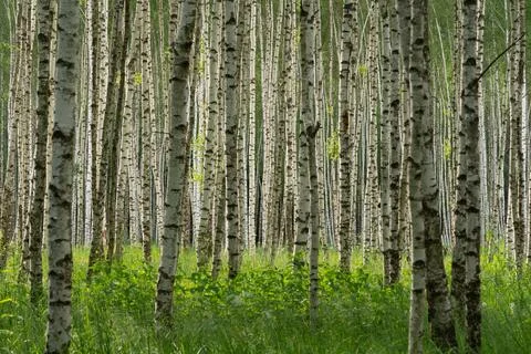 Birch forest in early spring Foto stock