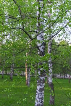 Birch forest in early spring Stock Photos