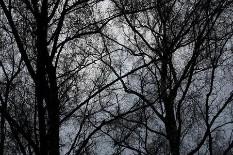 Birch Forest in Early Spring Stock Photos