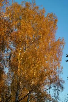 Birch forest in the fall with yellow foliage Stock Photos