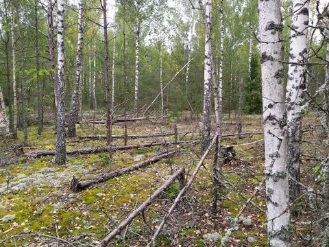 Birch forest with fallen logs and mossy ground. Woodland scene with deadwood Stock Photos
