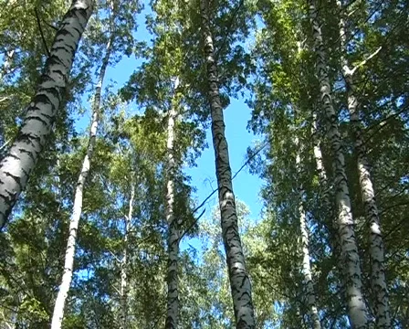 Birch forest Stock Footage 295299