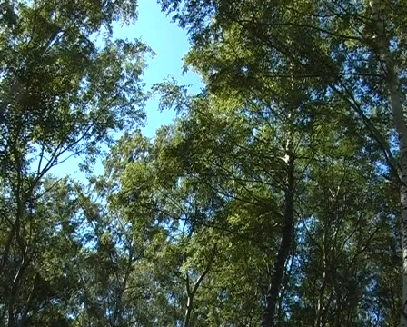 Birch forest Stock Footage 295502
