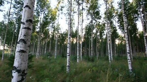 Birch forest Stock Footage 8519500
