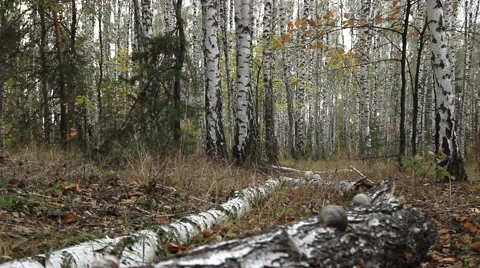 Birch forest Stock Footage 42177401