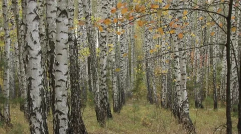 Birch forest Stock Footage 42177946