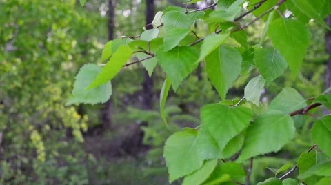 Birch in the forest Stock Footage 58924050