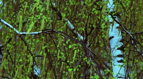 Birch forest Stock Footage 63161221