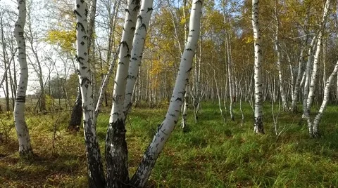 Birch in the forest Stock Footage 68673266