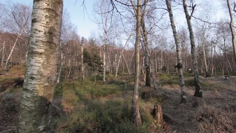 Birch forest Stock Footage 76757675