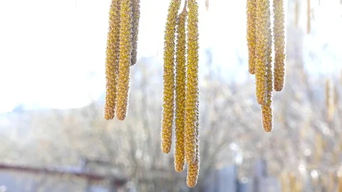 Birch in the forest Stock-Footage 78875526