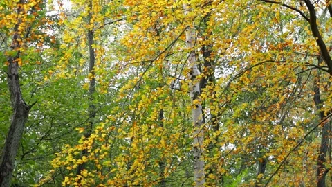 Birch in the forest Video stock 81294092