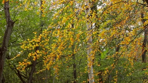 Birch in the forest 库存影片 85166262