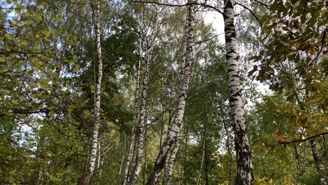 Birch forest 動画素材 95782881