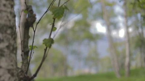 Birch forest. Stock Footage 137442011