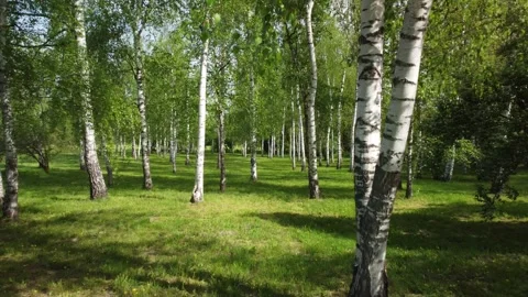 Birch forest Stock Footage 273063248